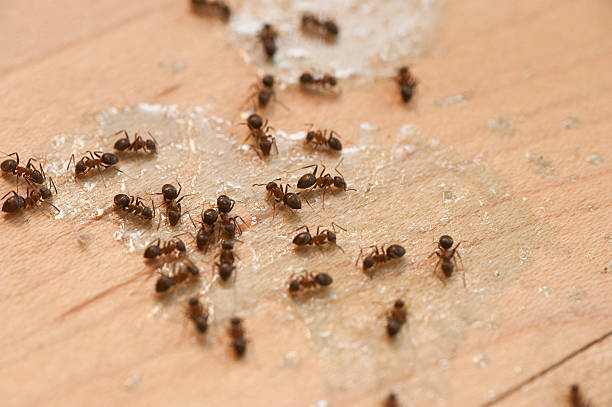 Best Commercial Pest Control Services  in Hartsdale, NY