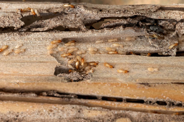 Best Pest Prevention Services  in Hartsdale, NY